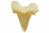 Serrated Sokolovi (Auriculatus) Shark Tooth - Top Quality #372462-1